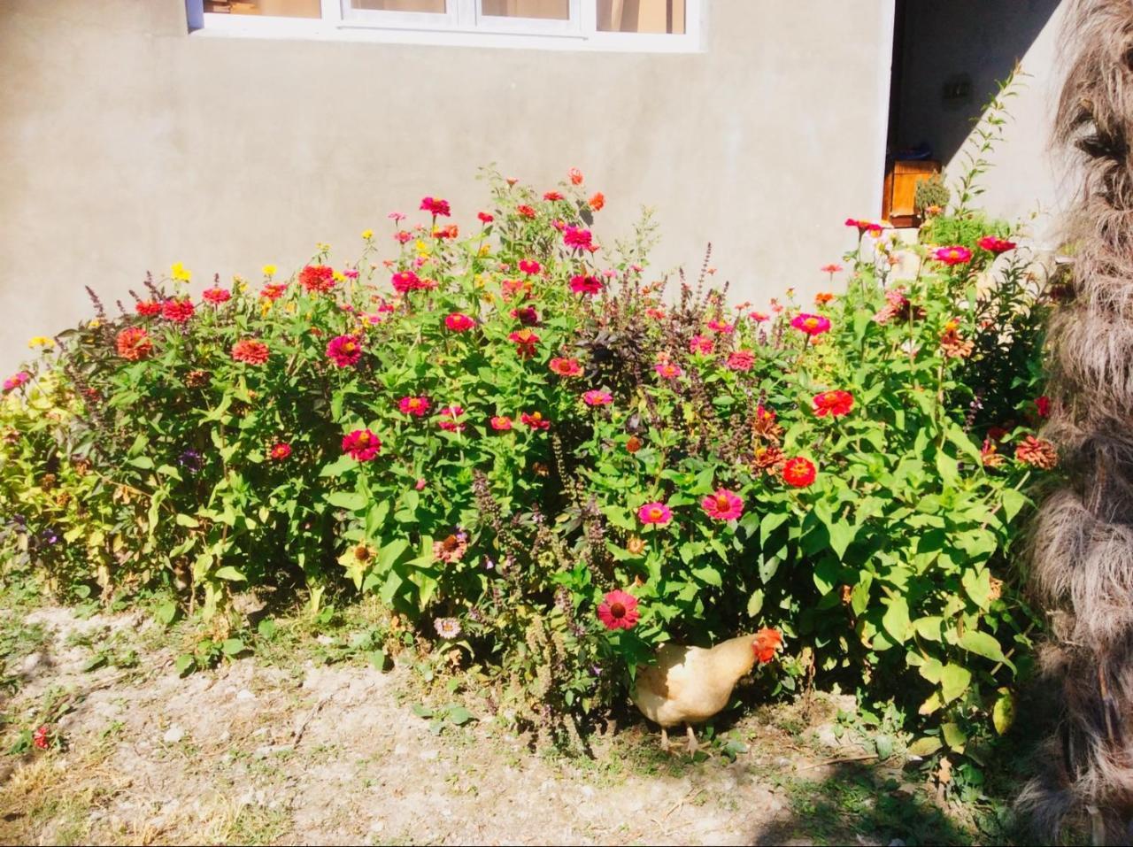 Bed and Breakfast House On Ashiq Cuma Street 8 à Şǝki Extérieur photo